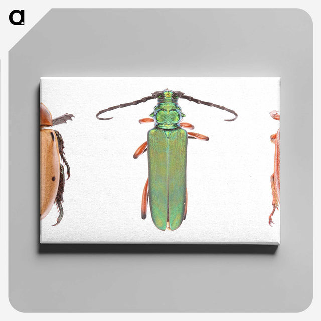 1-29_Insects-Unlocked-Project_canvas