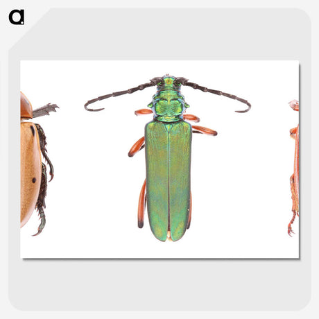 1-29_Insects-Unlocked-Project_picture-crop