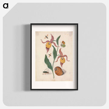 Lady's Slipper and Companions
 - ジェームズ ボルトン Poster.
