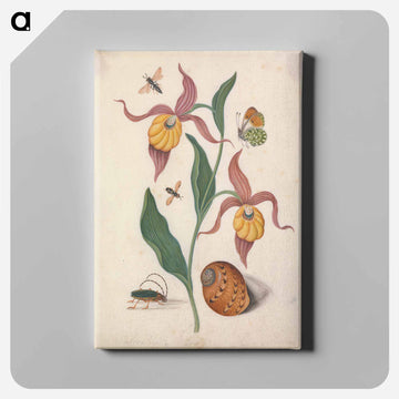 Lady's Slipper and Companions
 - ジェームズ ボルトン Canvas.