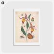 アートポストカード-Lady's Slipper and Companions
 - ジェームズ ボルトン Postcard.