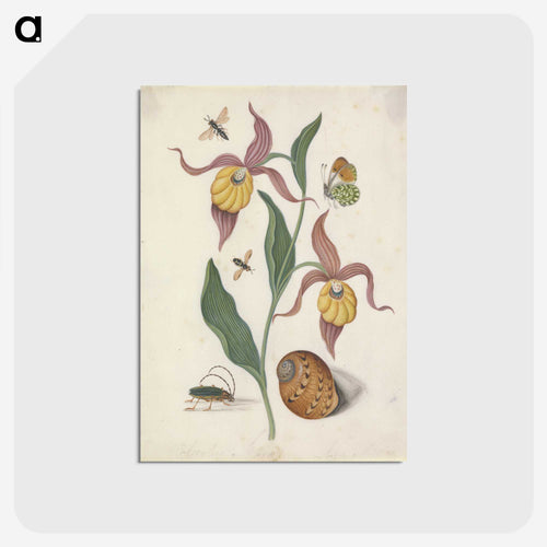 Lady's Slipper and Companions
 - ジェームズ ボルトン Postcard.