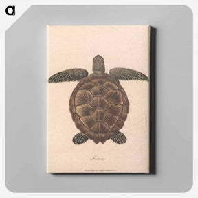 アートパネル-Tortoise
 - ジェームス ヒース Canvas.