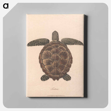 Tortoise
 - ジェームス ヒース Canvas.