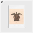 アートポストカード-Tortoise
 - ジェームス ヒース Postcard.