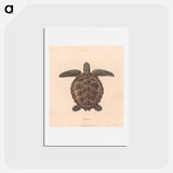 アートポストカード-Tortoise
 - ジェームス ヒース Postcard.