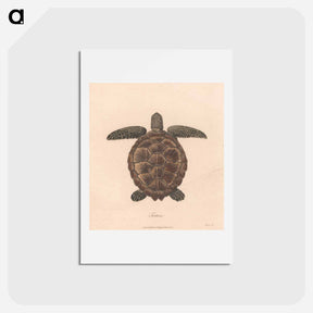 アートポストカード-Tortoise
 - ジェームス ヒース Postcard.
