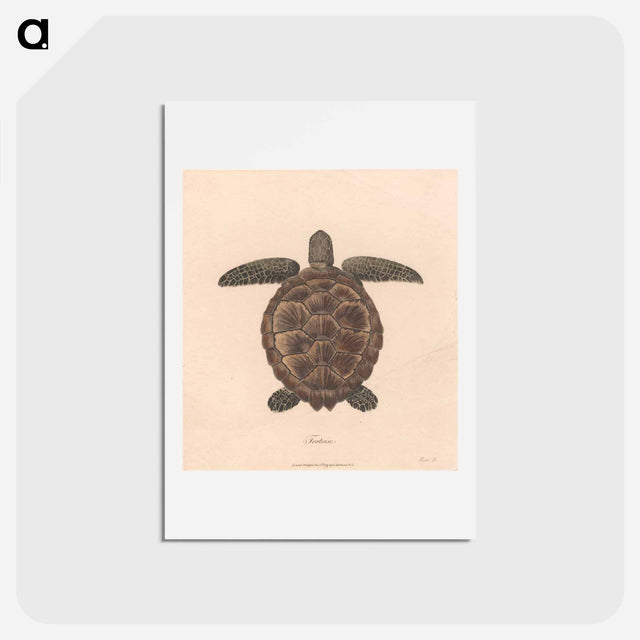 アートポストカード-Tortoise
 - ジェームス ヒース Postcard.