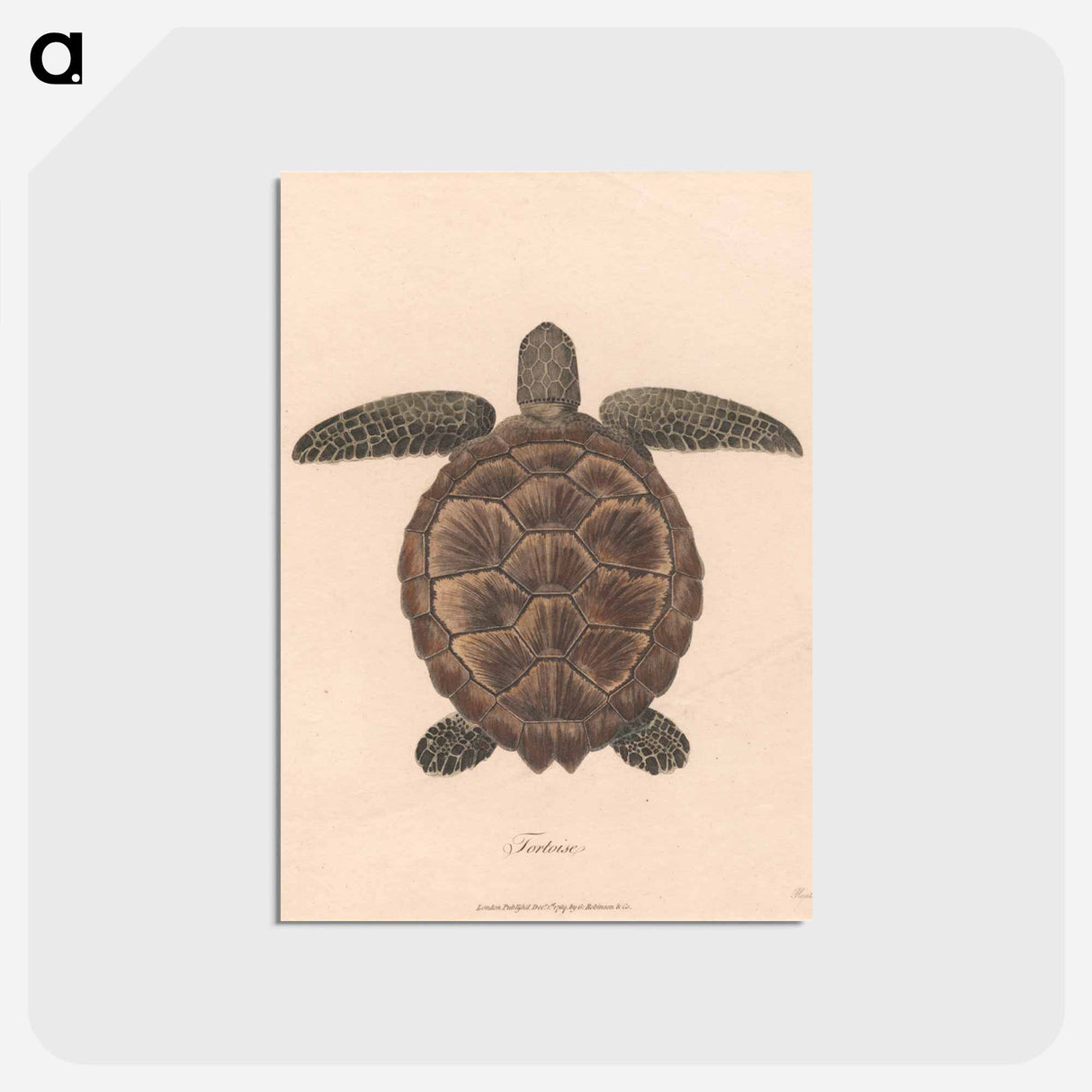 アートポストカード-Tortoise
 - ジェームス ヒース Postcard.