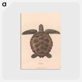 アートポストカード-Tortoise
 - ジェームス ヒース Postcard.