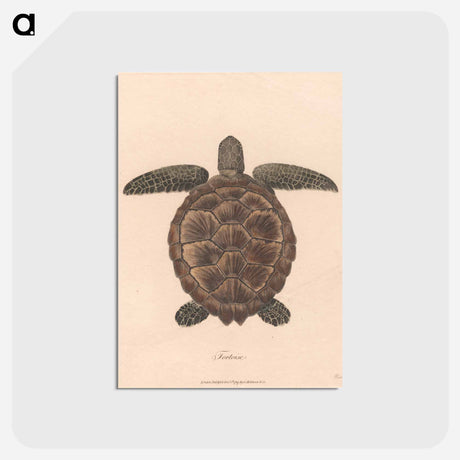 アートポストカード-Tortoise
 - ジェームス ヒース Postcard.