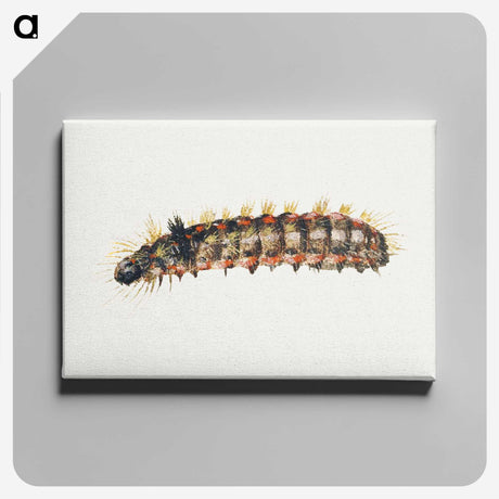 1-29_Jan-Van-Kessel_canvas