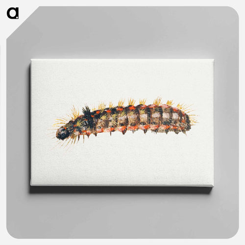 Caterpillar from Sheet of Studies of Nine Insects
 - ヤン ファン ケッセル Canvas.