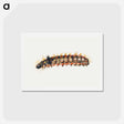 アートポストカード-Caterpillar from Sheet of Studies of Nine Insects
 - ヤン ファン ケッセル Postcard.