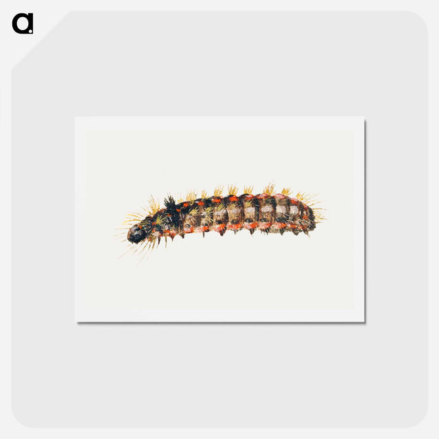 アートポストカード-Caterpillar from Sheet of Studies of Nine Insects
 - ヤン ファン ケッセル Postcard.