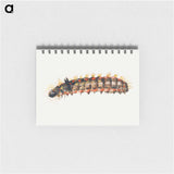 アートメモ帳-Caterpillar from Sheet of Studies of Nine Insects
 - ヤン ファン ケッセル Memo.