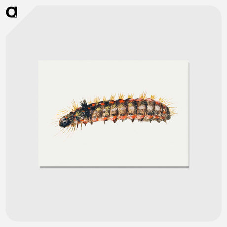 アートポストカード-Caterpillar from Sheet of Studies of Nine Insects
 - ヤン ファン ケッセル Postcard.