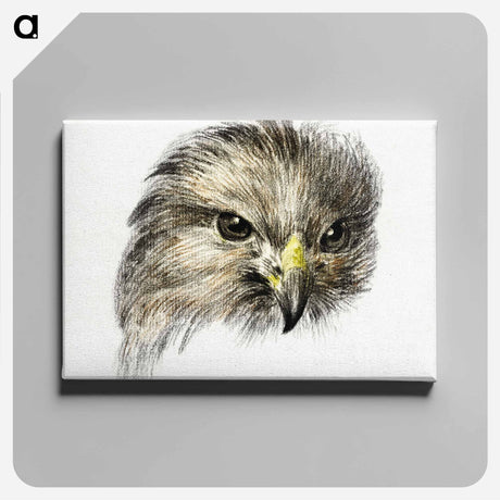 アートパネル-Head of a bird of prey - ジャン ベルナール Canvas.