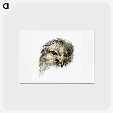 アートポストカード-Head of a bird of prey - ジャン ベルナール Postcard.