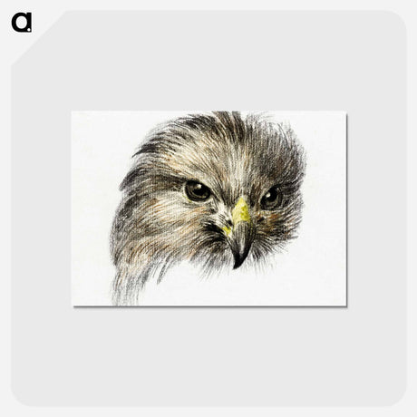 アートポストカード-Head of a bird of prey - ジャン ベルナール Postcard.