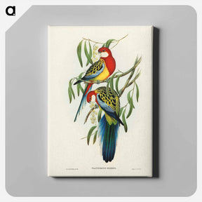 アートパネル-Rose-hill Parakeet
 - ジョン グールド Canvas.