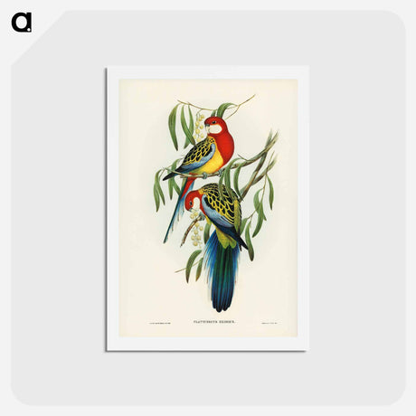 アートポストカード-Rose-hill Parakeet
 - ジョン グールド Postcard.