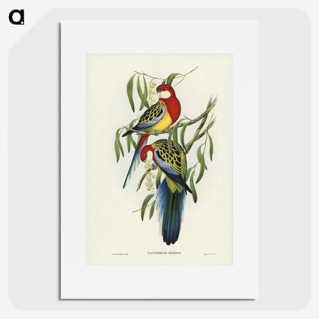1-29_John-Gould_picture