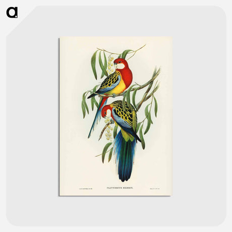アートポストカード-Rose-hill Parakeet
 - ジョン グールド Postcard.