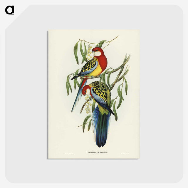1-29_John-Gould_postcard
