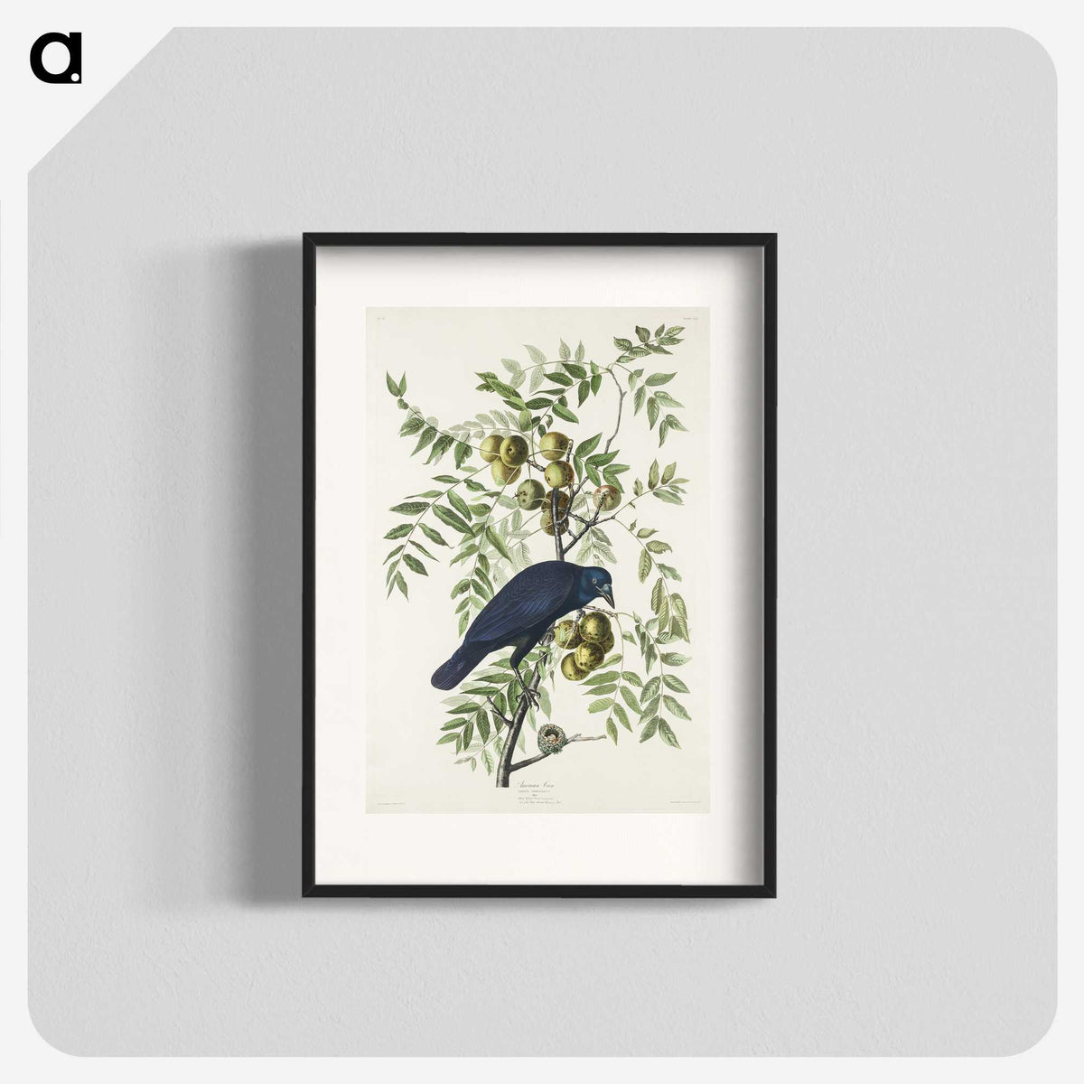 1-29_John-James-Audubon_blk