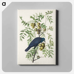 アートパネル-American Crow
 - ジョン ジェームス オーデュボン Canvas.