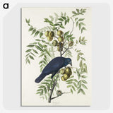 1-29_John-James-Audubon_picture-crop