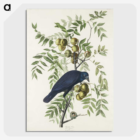 1-29_John-James-Audubon_picture-crop