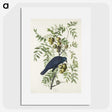 1-29_John-James-Audubon_picture