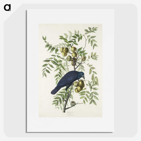 1-29_John-James-Audubon_picture