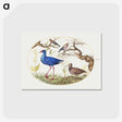 1-29_Joris-Hoefnagel_postcard