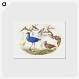 1-29_Joris-Hoefnagel_postcard