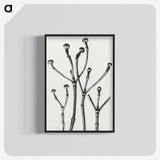 1-29_Karl-Blossfeldt_blk-crop