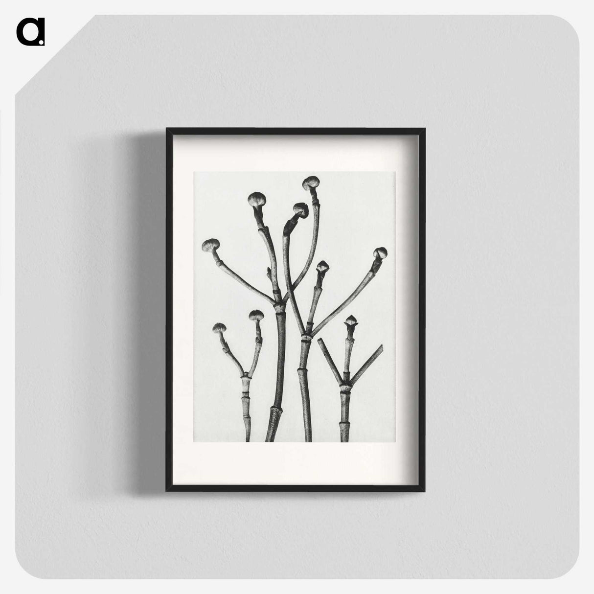 1-29_Karl-Blossfeldt_blk