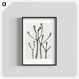 1-29_Karl-Blossfeldt_blk
