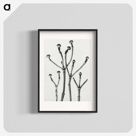 1-29_Karl-Blossfeldt_blk