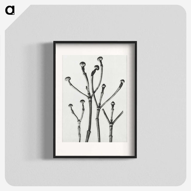 1-29_Karl-Blossfeldt_blk