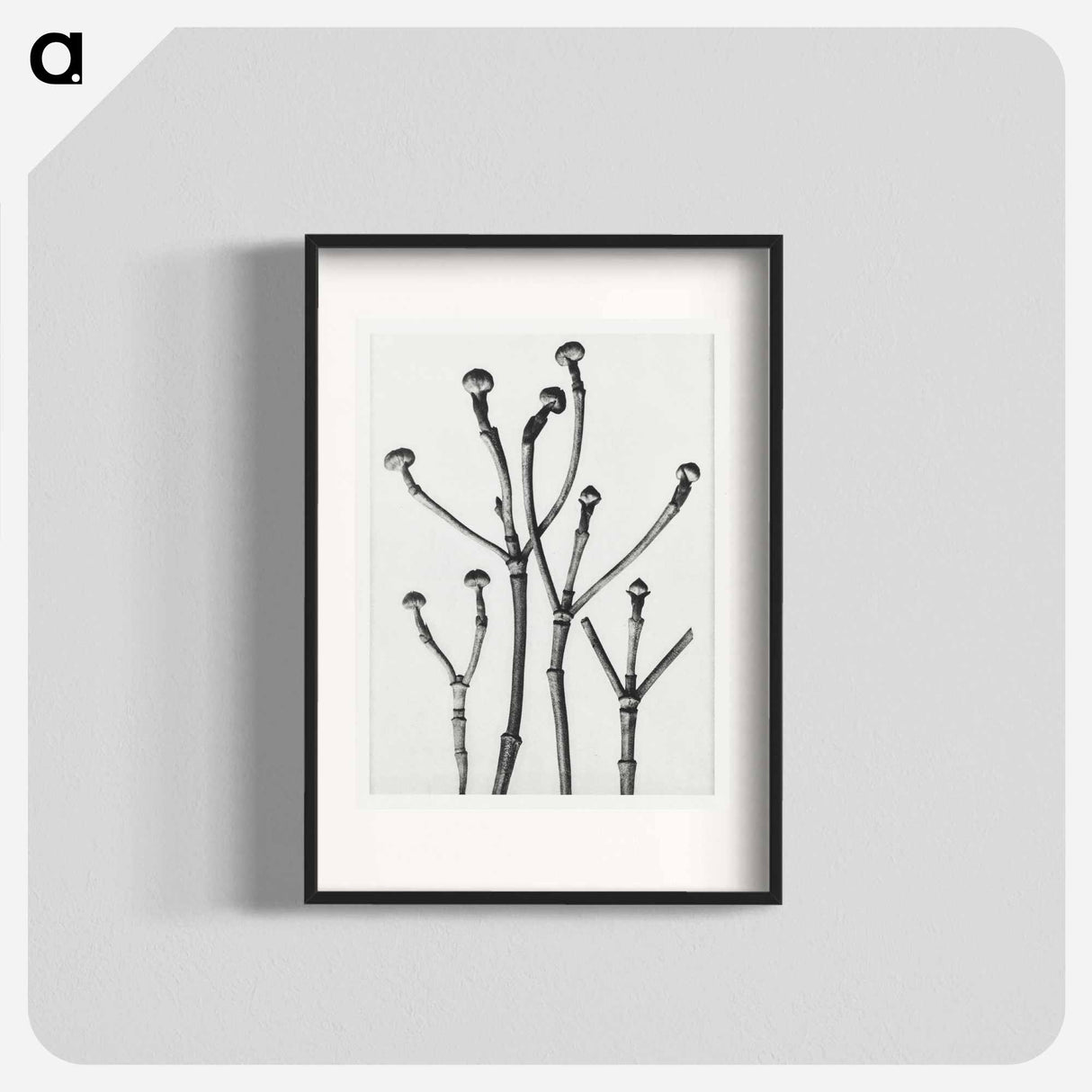 Cornus Florida - Karl Blossfeldt Poster.