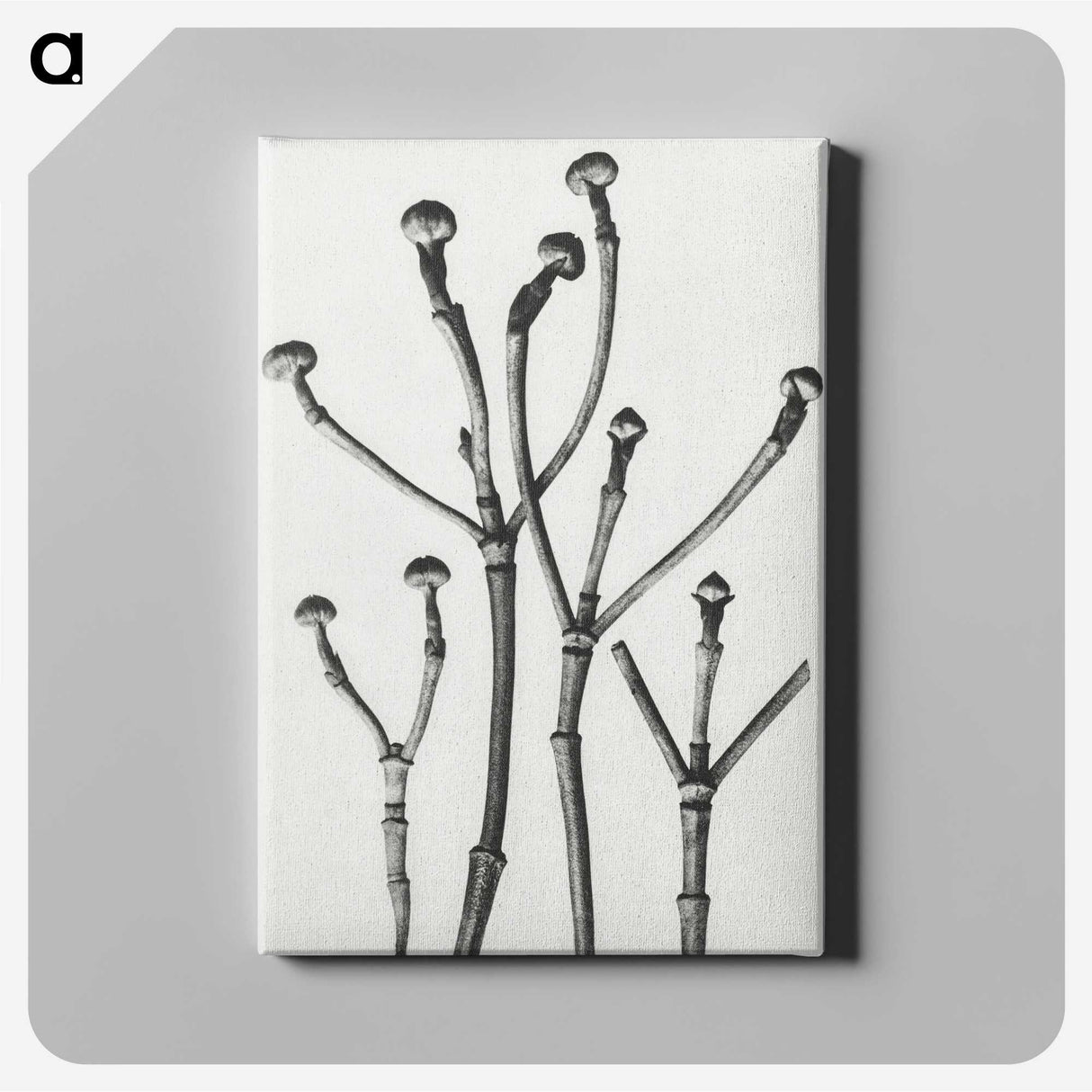 1-29_Karl-Blossfeldt_canvas