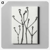 1-29_Karl-Blossfeldt_canvas