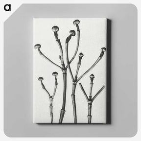 1-29_Karl-Blossfeldt_canvas