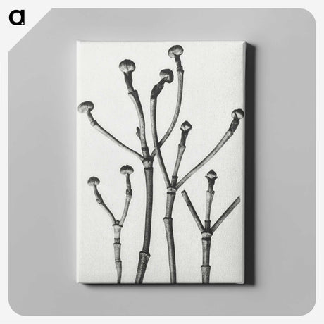 1-29_Karl-Blossfeldt_canvas