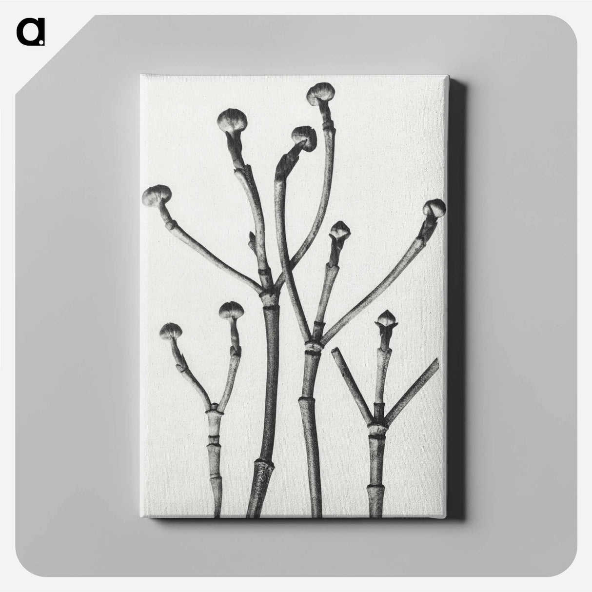 Cornus Florida - カール ブロスフェルト Canvas.