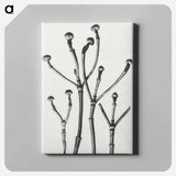 Cornus Florida - カール ブロスフェルト Canvas.