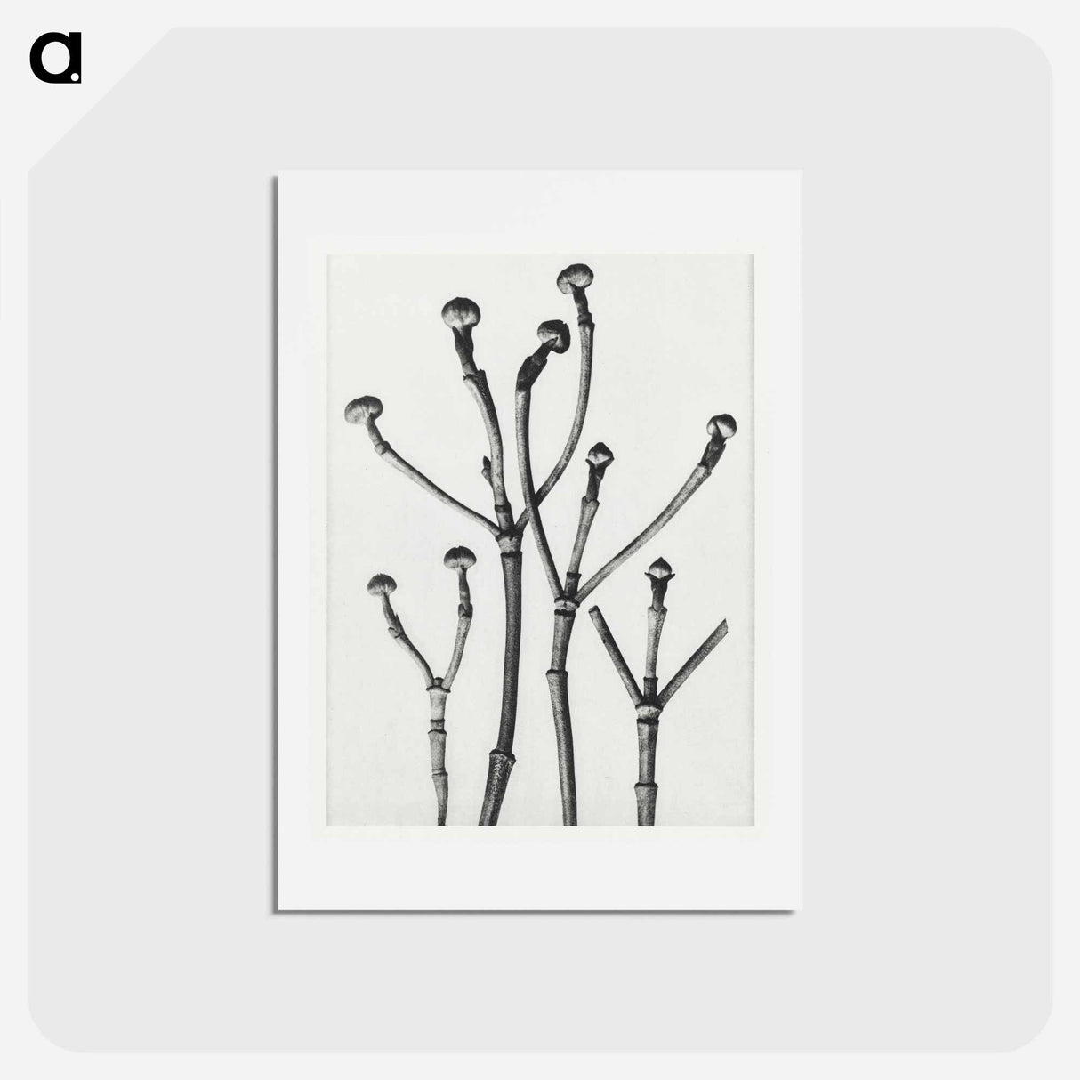 アートポストカード-Cornus Florida - カール ブロスフェルト Postcard.